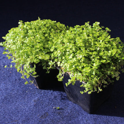 Green potted plant on a dark blue surface with a black background