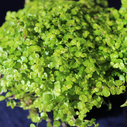 Close-up of green aquatic plants with a blurred dark background