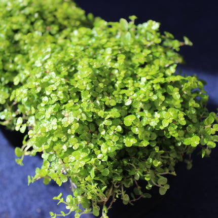 Close-up of a green potted plant on a dark background