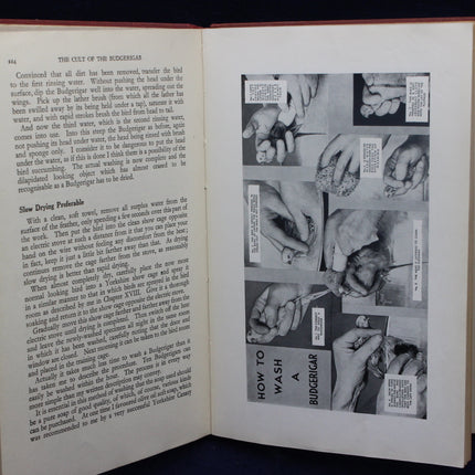The Cult of the Budgerigar Book Pictures