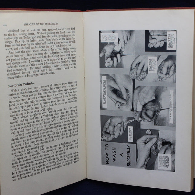 The Cult of the Budgerigar Book Pictures