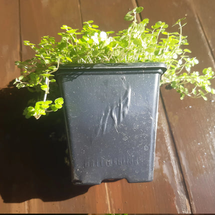 Small potted babys tears plant in a black pot against a wooden background