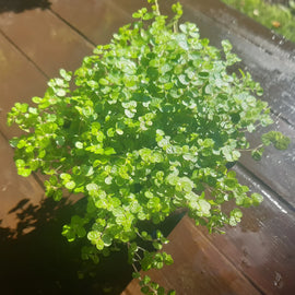 Green potted baby's tears plant on a wooden surface