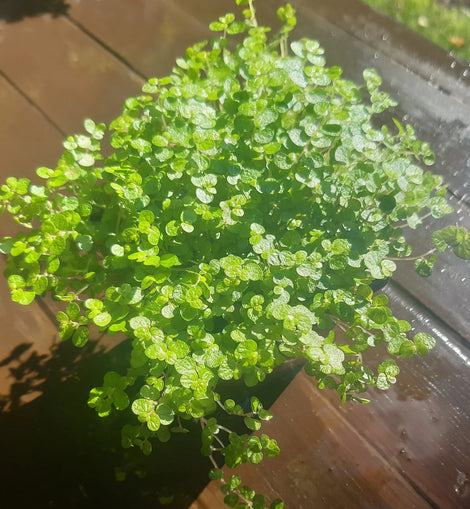 Green potted baby's tears plant on a wooden surface