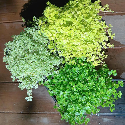 A collection of green, silver and golden babys tears plants on a dark wooden table