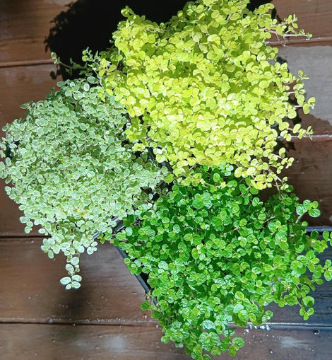 A collection of green, silver and golden babys tears plants on a dark wooden table
