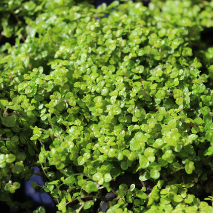 Close-up of Baby's Tears  green foliage