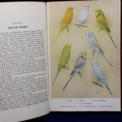 Budgie Pictures in a book