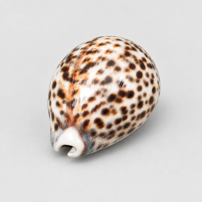 A spotted cowrie shell with a brown and cream pattern, resting on a bright green textured background.