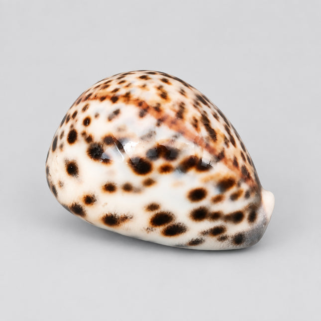 A spotted cowrie shell with a cream base and dark brown spots, resting on a bright green textured surface.