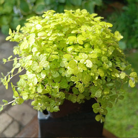 Potted baby's tears plant with bright golden leaves in a garden setting