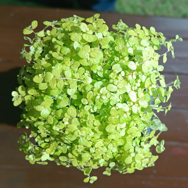 Close-up of a golden babys tears leafy plant with a blurred background