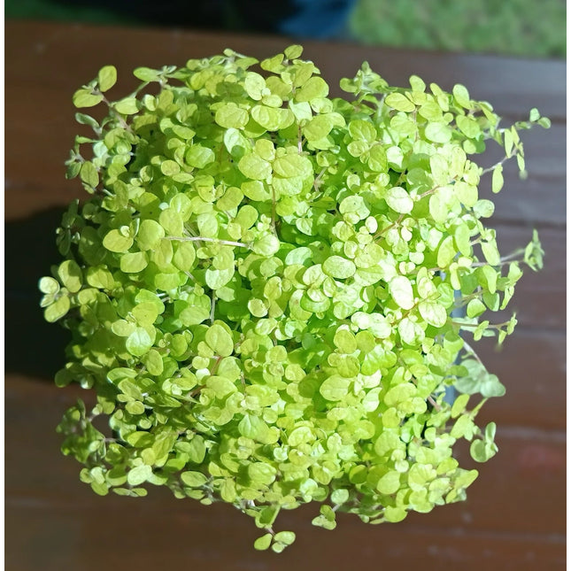 Close-up of a golden babys tears leafy plant with a blurred background
