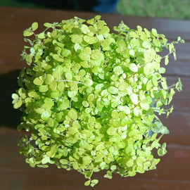 Close-up of a golden babys tears leafy plant with a blurred background