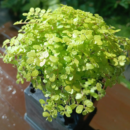 Potted mind your own business plant with bright golden-leaves on a blurred background