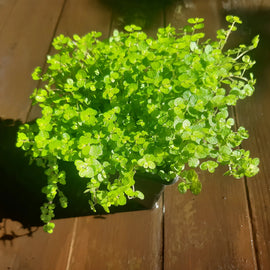 Green leafy mind your own business plant on a wooden surface