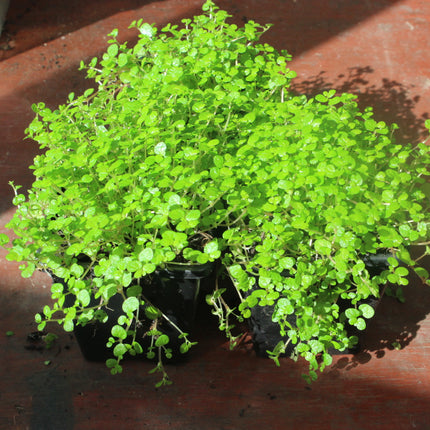 Healthy Baby's Tears Plants
