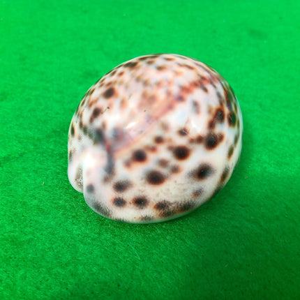 Vintage Polished Tiger Cowrie Sea Shell 7cm