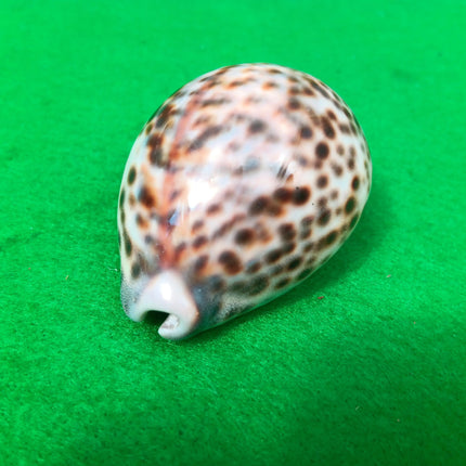 Vintage Polished Tiger Cowrie Sea Shell 7cm