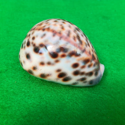 Vintage Polished Tiger Cowrie Sea Shell 7cm