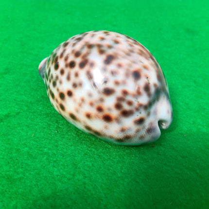 Vintage Polished Tiger Cowrie Sea Shell 7cm