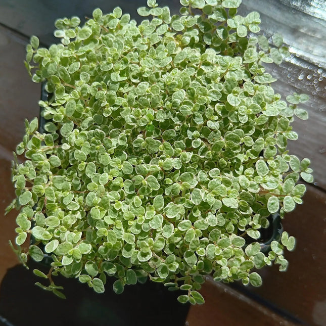 Small potted Baby's Tears plant with silver leaves on a wooden surface