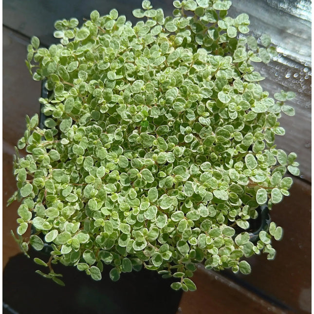 Small potted Baby's Tears plant with silver leaves on a wooden surface