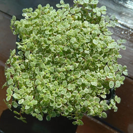 Silver Baby’s Tears – Mind Your Own Business Plants – Soleirolia soleirolii - 7cm pots